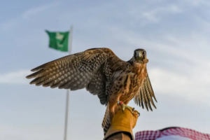 Try Falconry